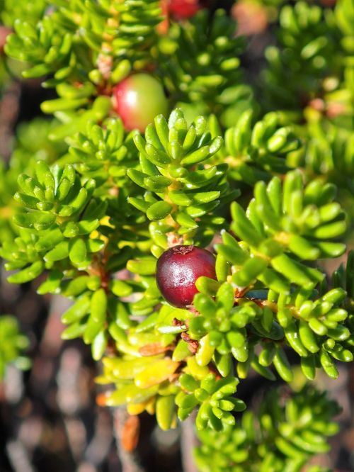 berry close-up red