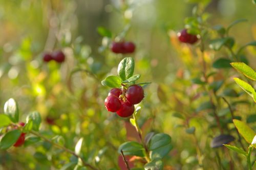 berry cranberries macro