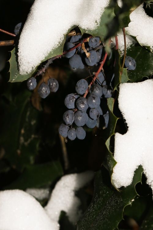 berry winter snow