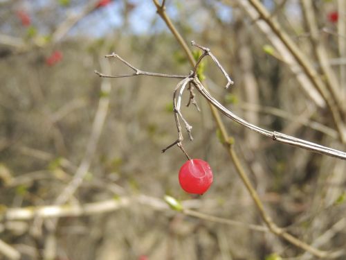 berry red bush