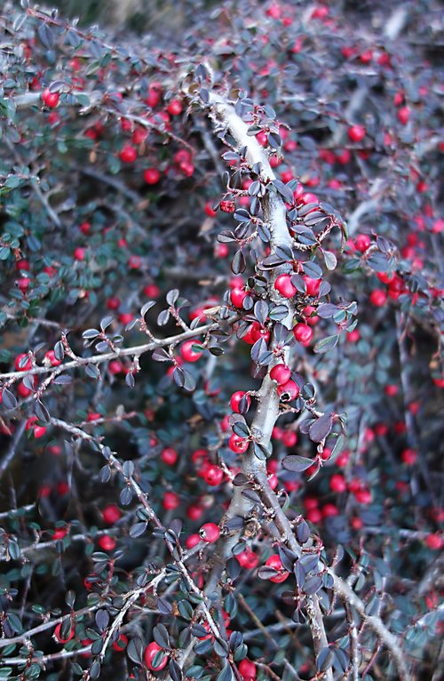 berry  branch  garden