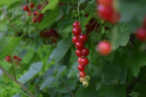 berry  currant  red currant