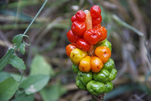 berry  forest  plant