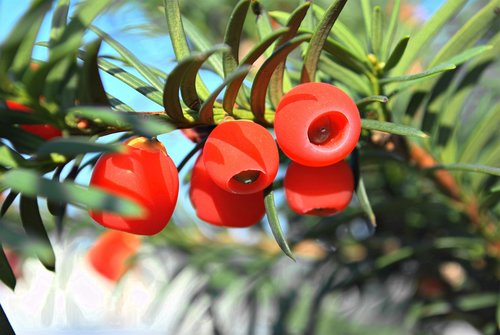 berry  plant  fruits