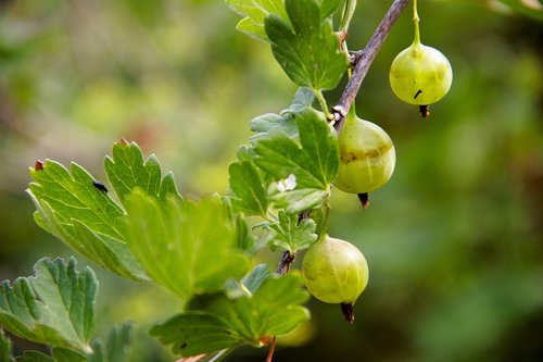 berry  gooseberry  vitamins