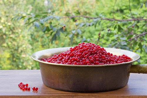 berry  red  currant