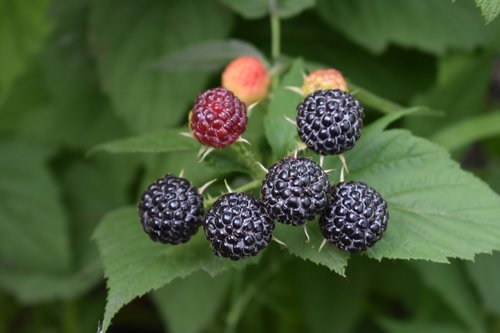 berry  hybrid  blackberry
