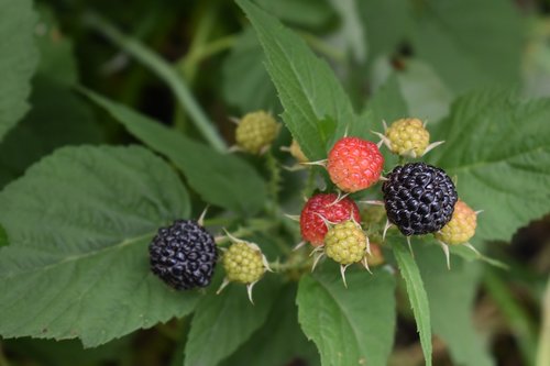 berry  hybrid  blackberry