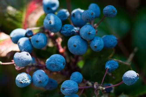 berry  blue  nature