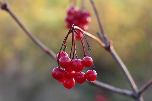 berry  red  nature