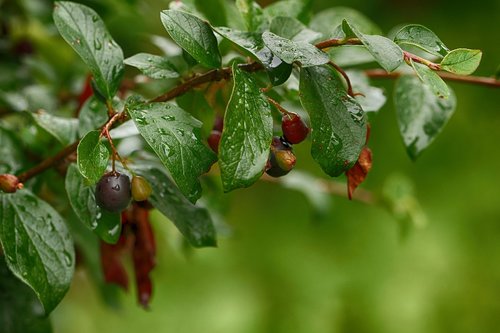 berry  nature  bush