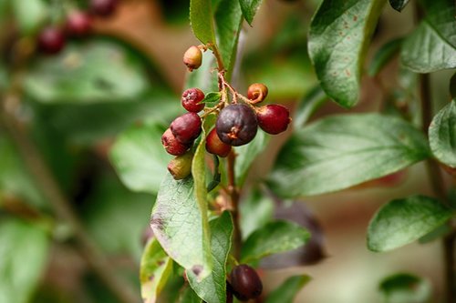 berry  nature  plant
