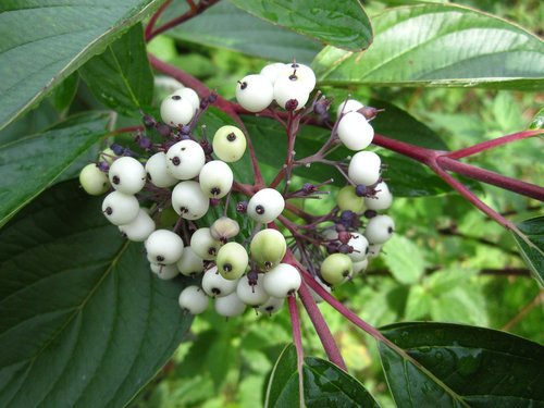 berry  bush  plant