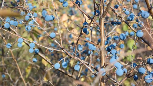 berry  autumn  nature