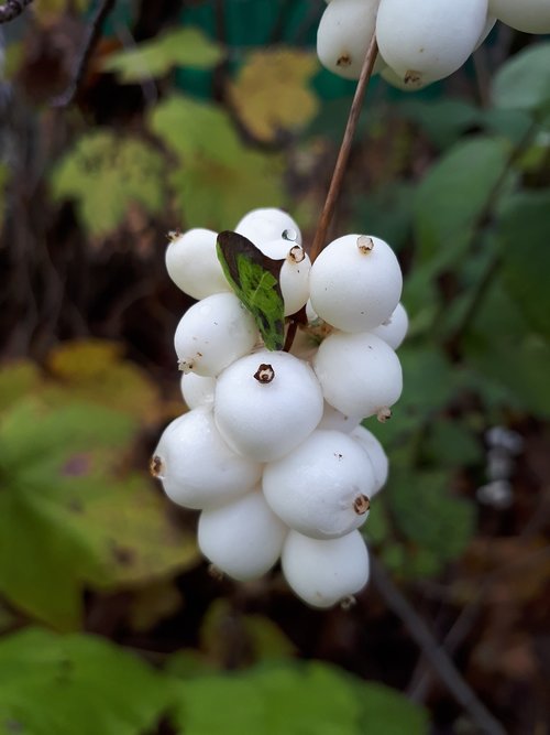 berry  autumn  macro