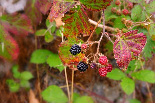 berry  blackberry  fruit