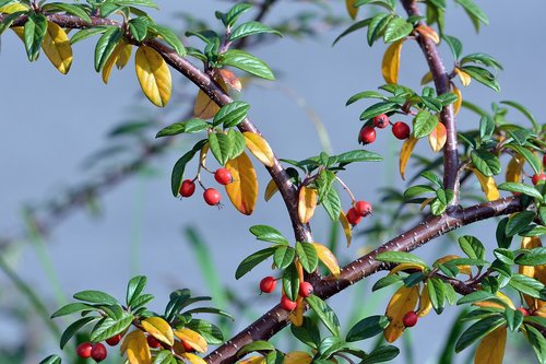 berry  leaves  nature