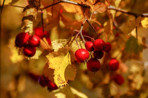 berry  red  yellow autumn