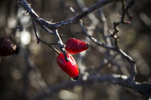 berry  ripe  red