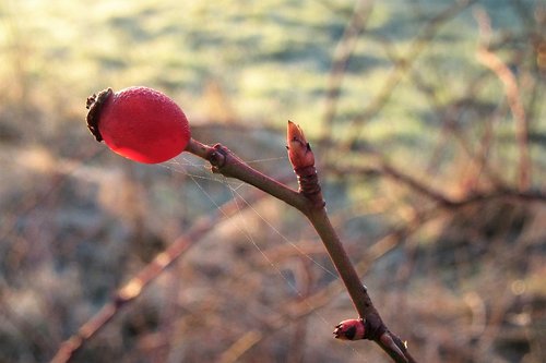 berry  red  branch