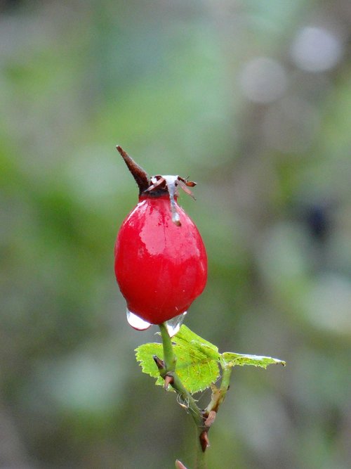 berry  drop  rain