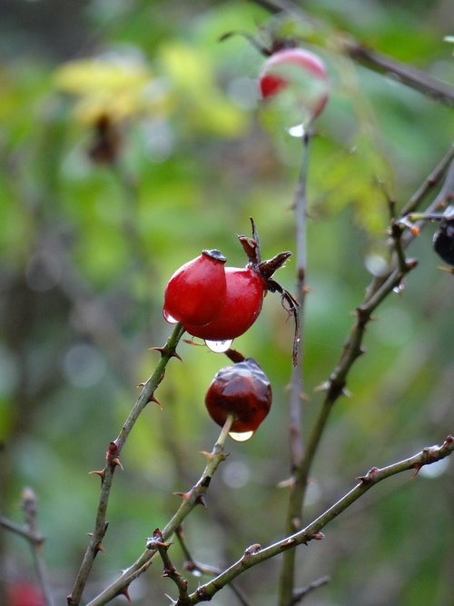 berry  drops  rain