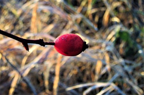 berry  red  sprig