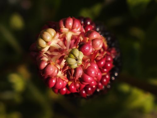 berry nature in the summer of