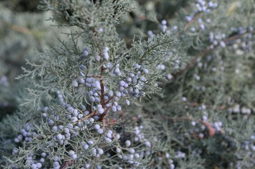 berry juniper plant