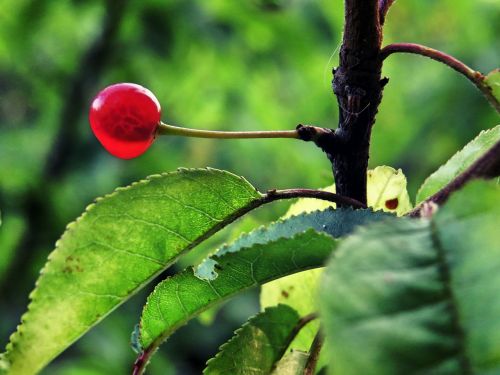 berry leaf bush