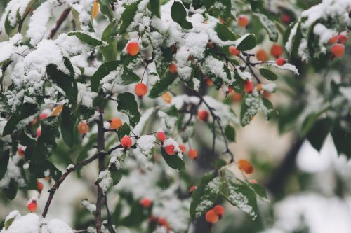 berry snow plant