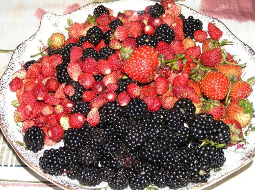 berry garden harvest