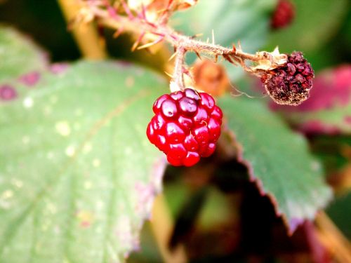 berry bush nature