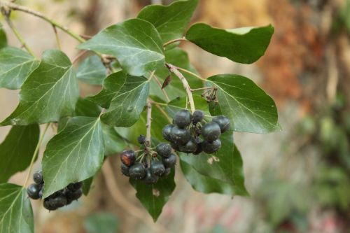 berry nature ivy