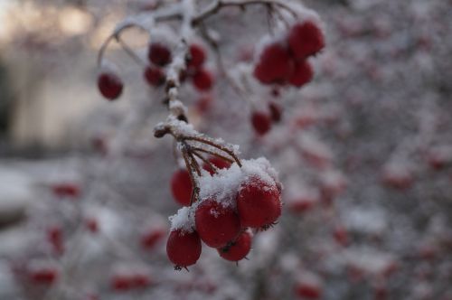 berry snow cold