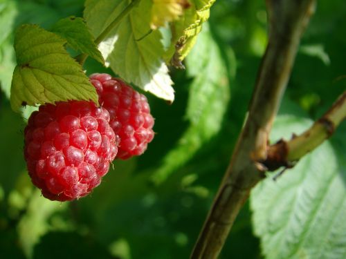 berry raspberries good