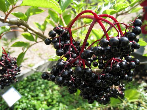 berry fruit plant