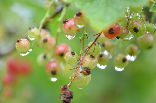 berry red water