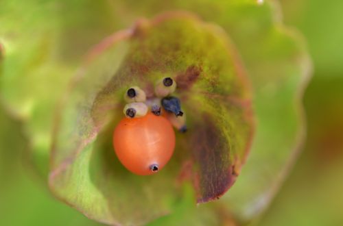 berry natur natural