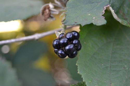 berry blackberry nature