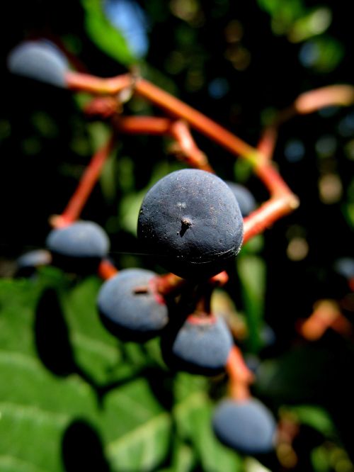 berry plant natural