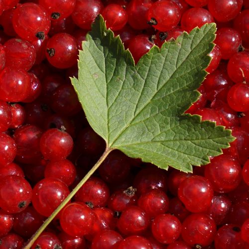 berry garden currant red