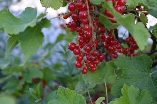 berry red summer nature