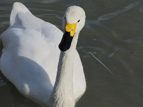 Bewick&#039;s Swan