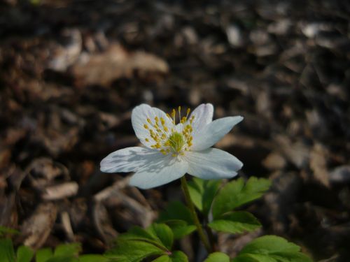 beskydy anemone spring