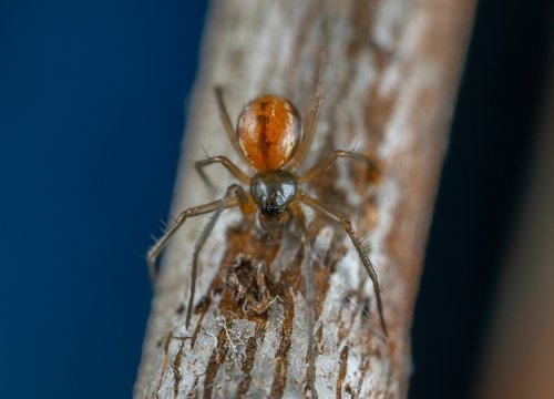 bespozvonochnoe  nature  spider