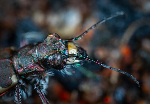 bespozvonochnoe  insect  beetle