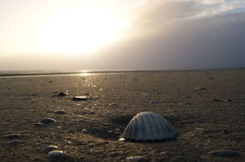 bettystown shells meath