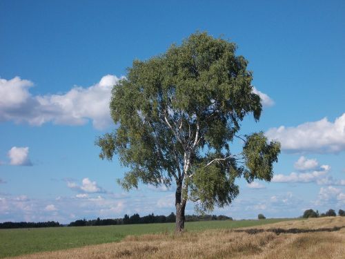 betula birch tree