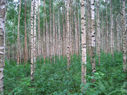 betula pendula birch trees